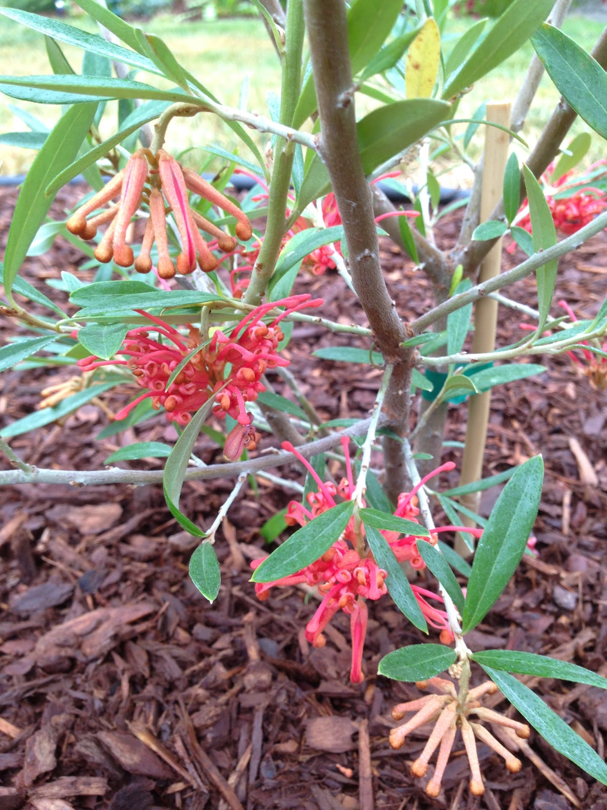 Grevillea (Grevillea Bloodline)