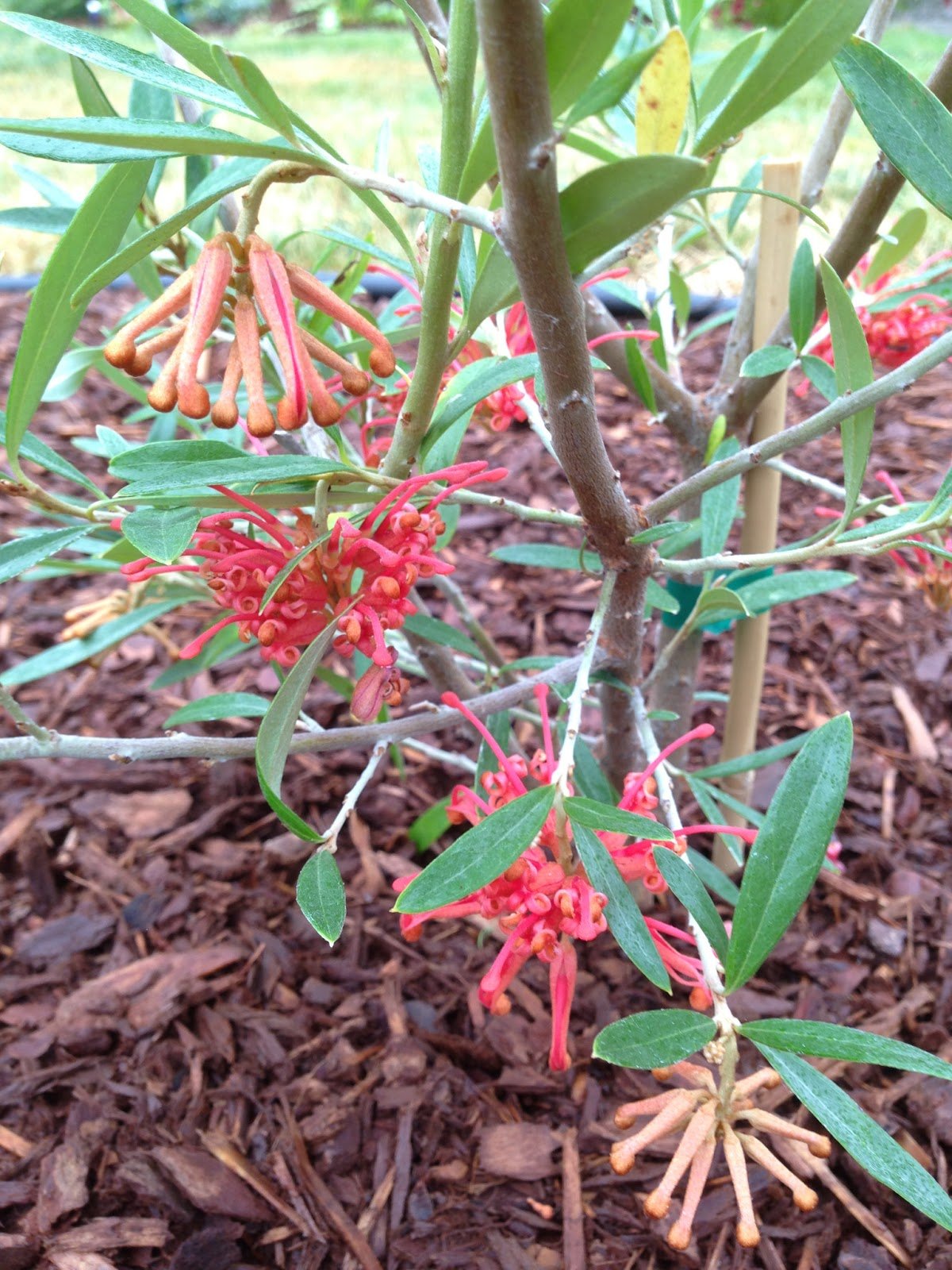 Grevillea (Grevillea Bloodline) - Ladybird Nursery