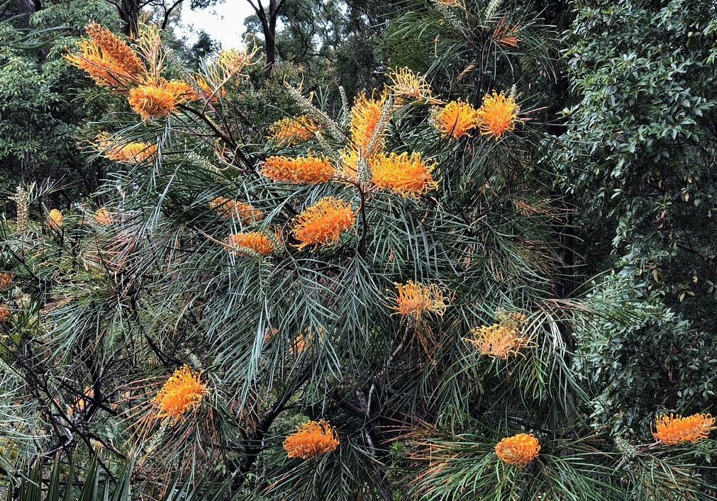 Grevillea (Grevillea pteridifolia)
