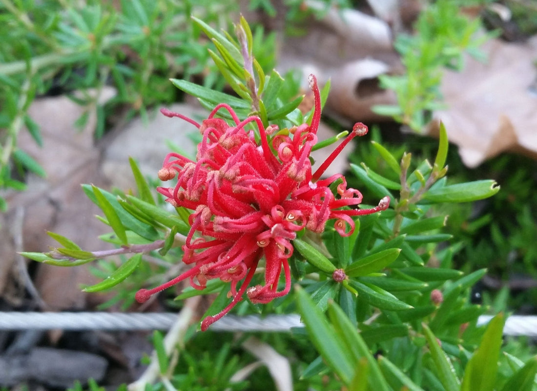 Grevillea Allyn Radiance - Ladybird Nursery