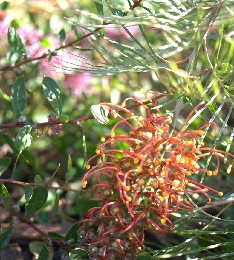 Grevillea 'Amber Blaze' - Ladybird Nursery