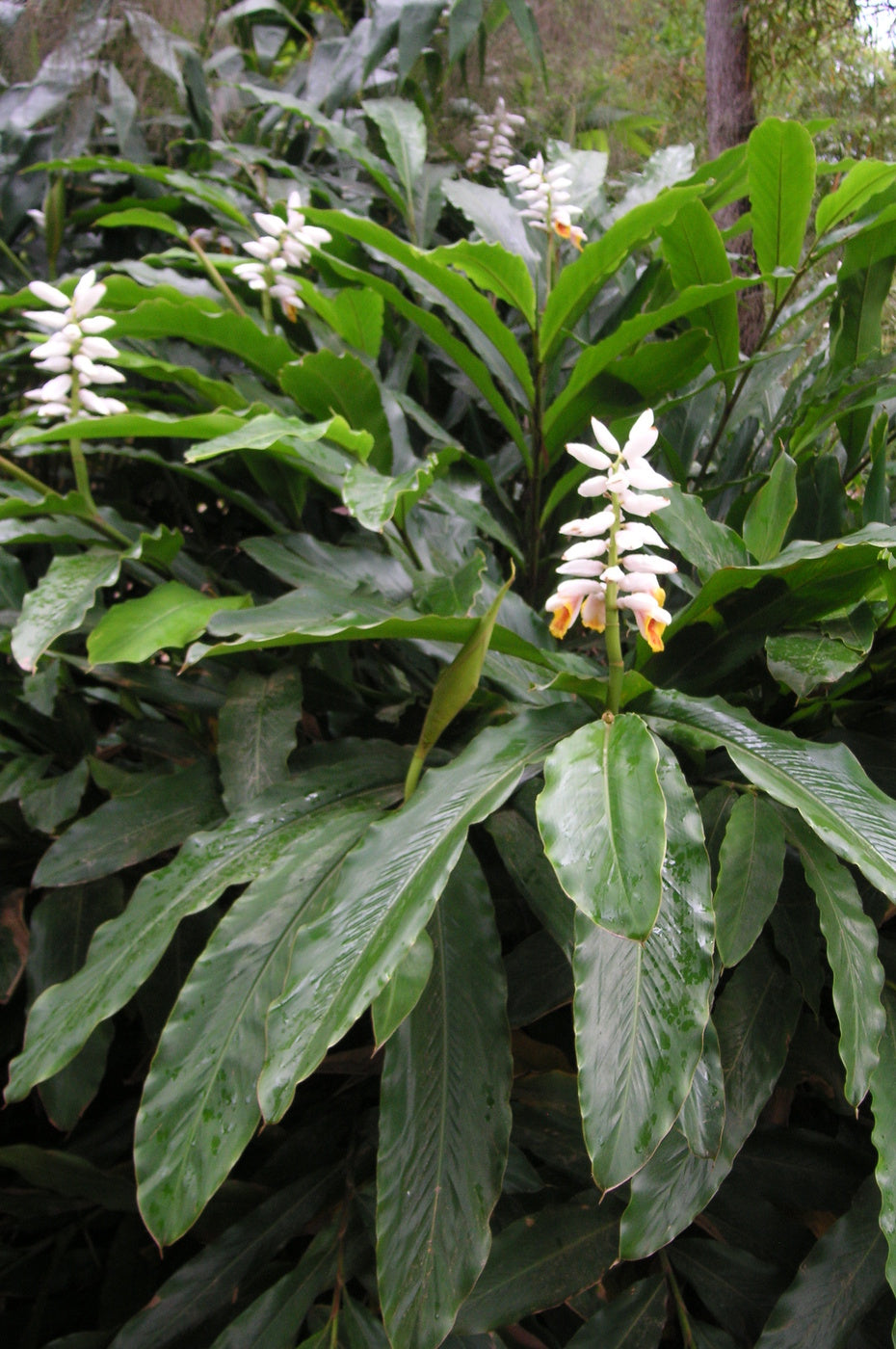 False Cardamom Ginger Cardomom (Alpinia mutica)