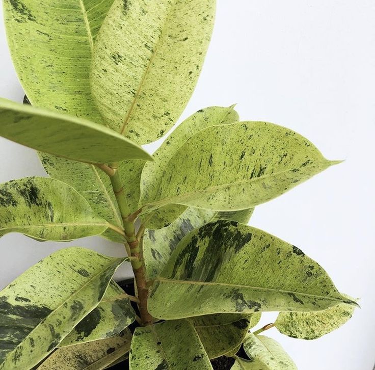 Ficus Shivereana Rubber Plant (Ficus elastica)