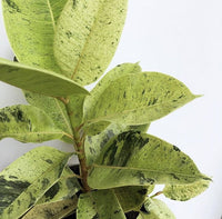 Ficus Shivereana Rubber Plant (Ficus elastica) - Ladybird Nursery