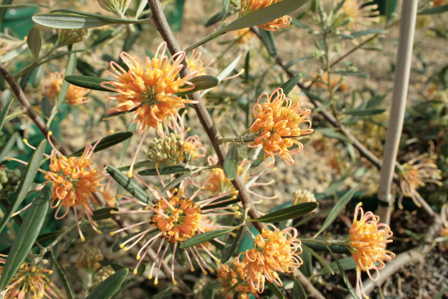 Grevillea 'Apricot Glow'