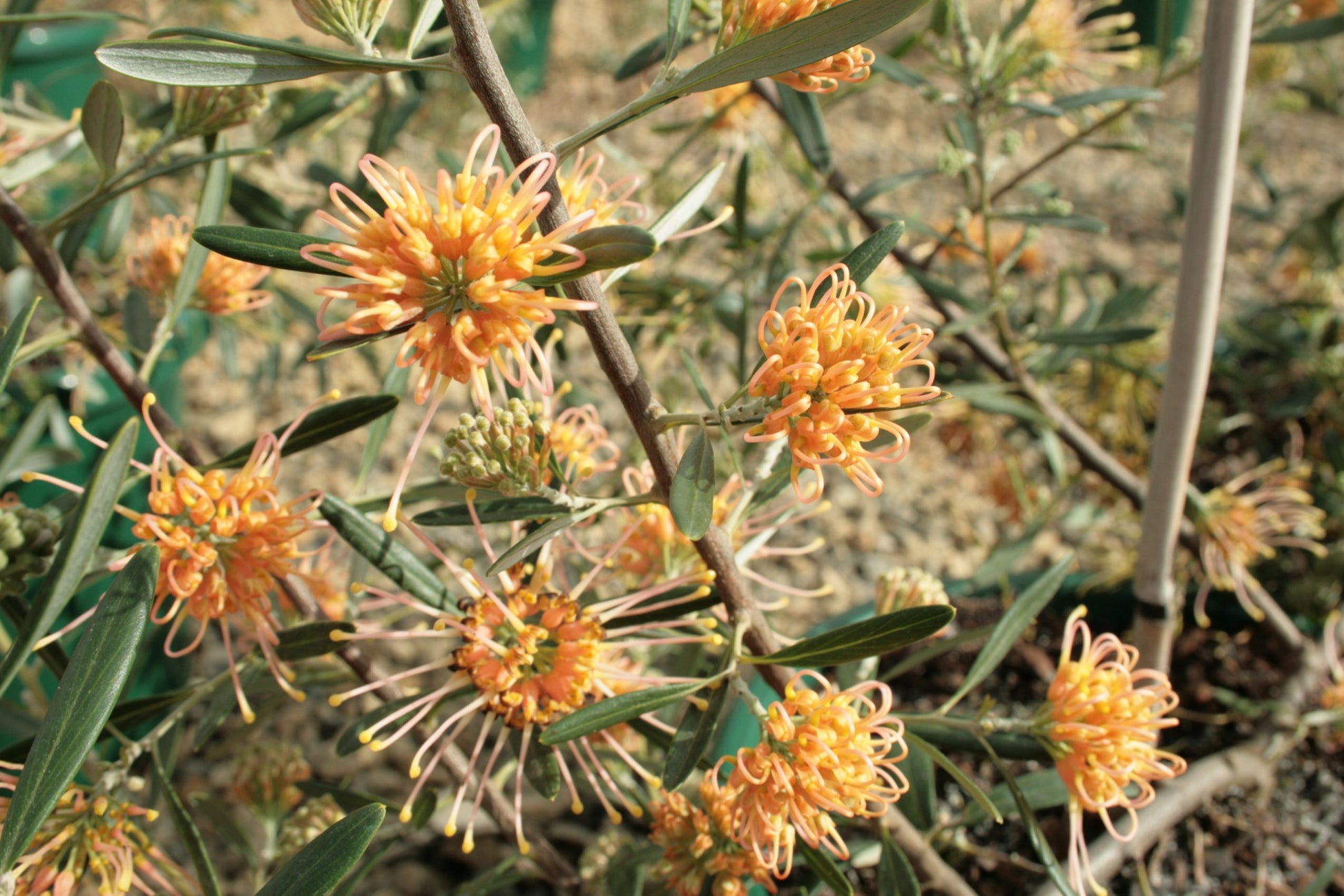 Grevillea 'Apricot Glow'