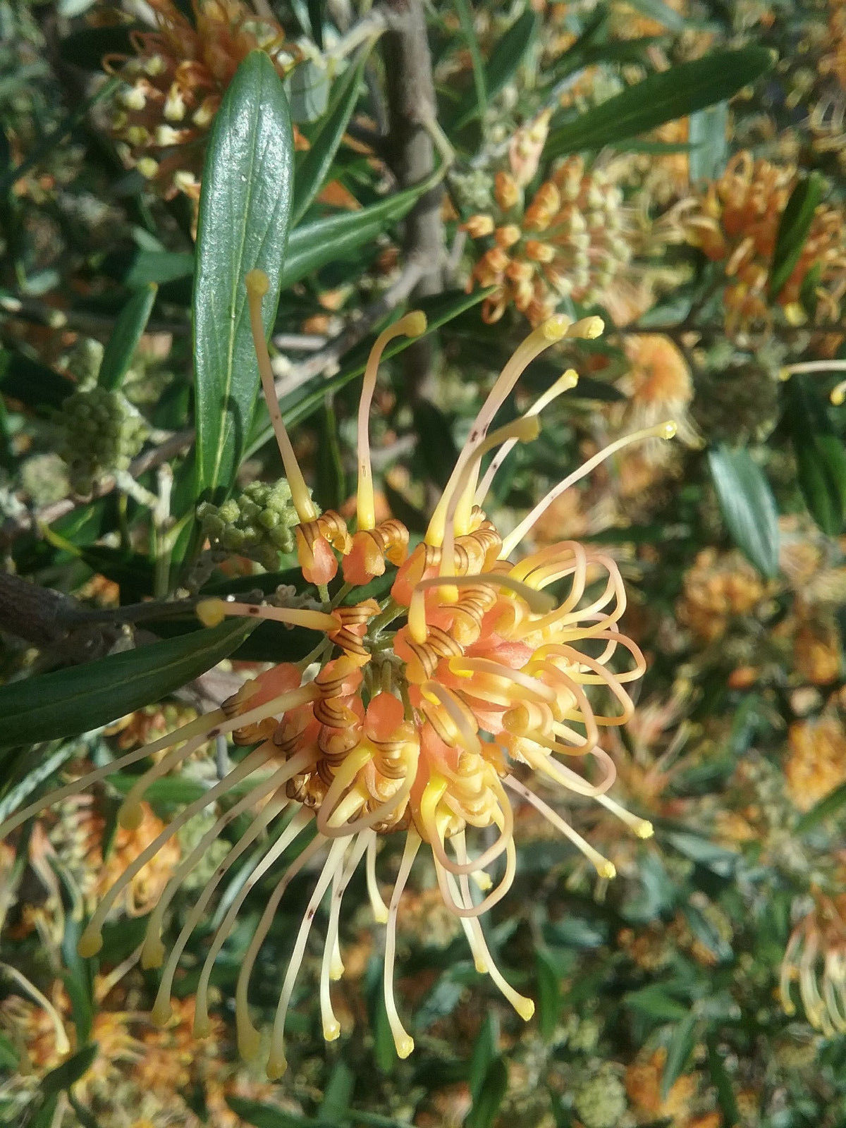 Grevillea 'Apricot Tingle'