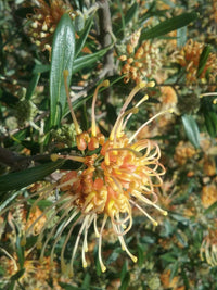 Grevillea 'Apricot Tingle' - Ladybird Nursery
