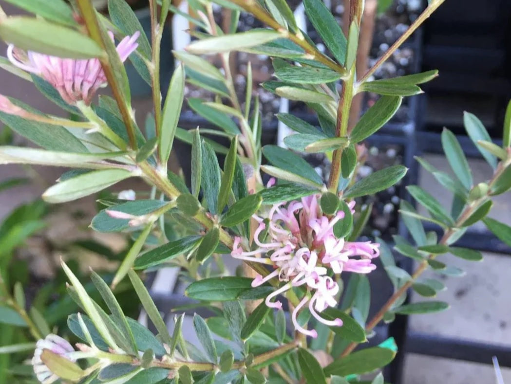 Grevillea Assorted (Grevillea spp.)