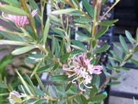 Grevillea Assorted (Grevillea spp.) - Ladybird Nursery
