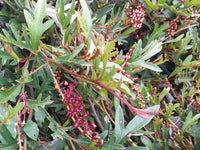 Grevillea Aussie Crawl