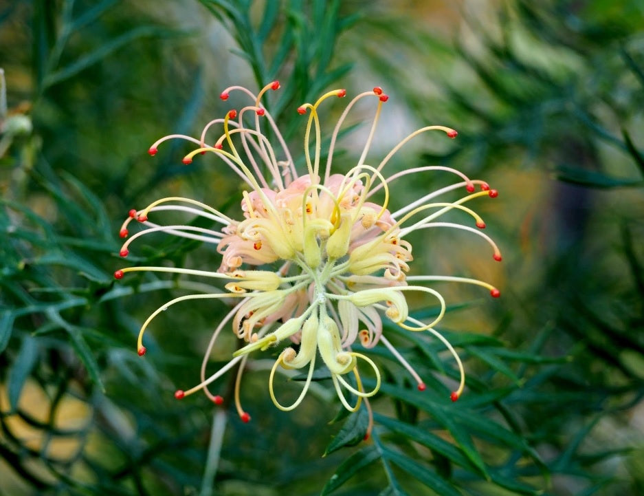 Grevillea Autumn Waterfall
