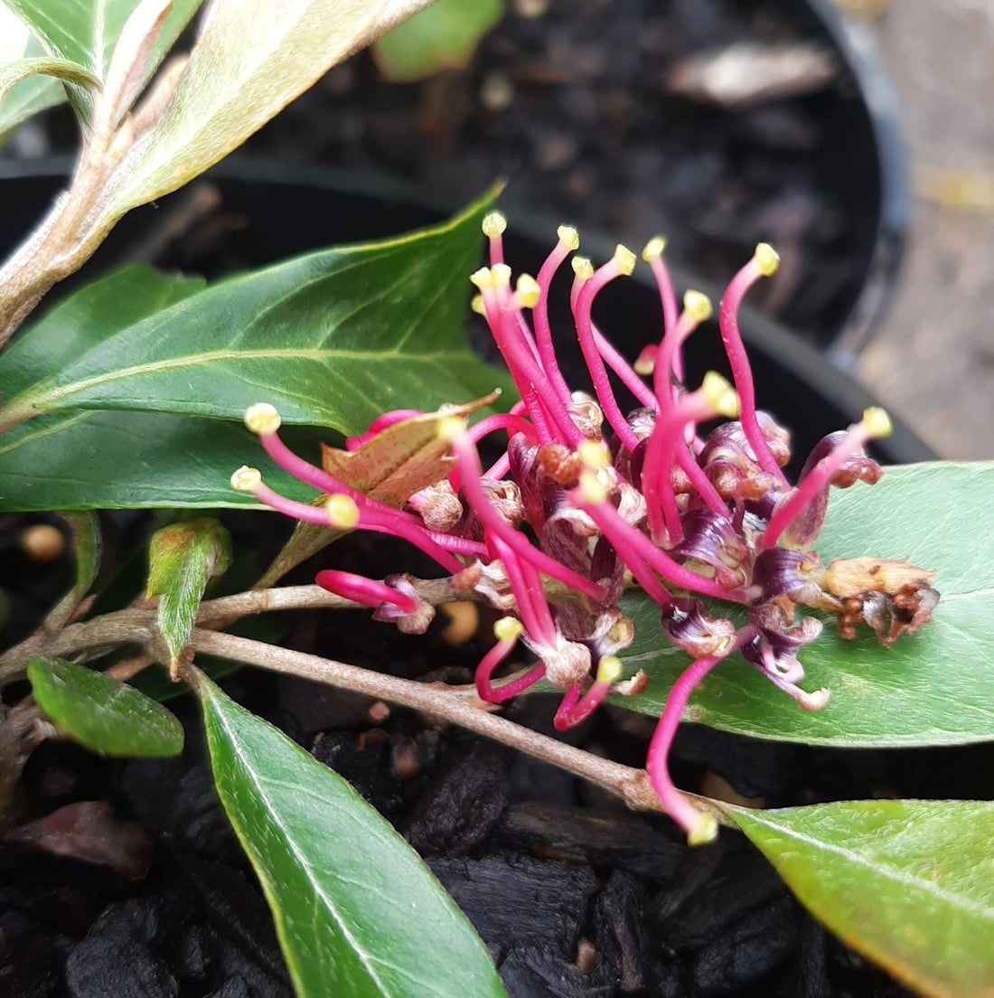 Grevillea Bedspread - Ladybird Nursery