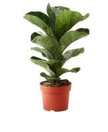 Fiddle Leaf Fig (Ficus lyrata)