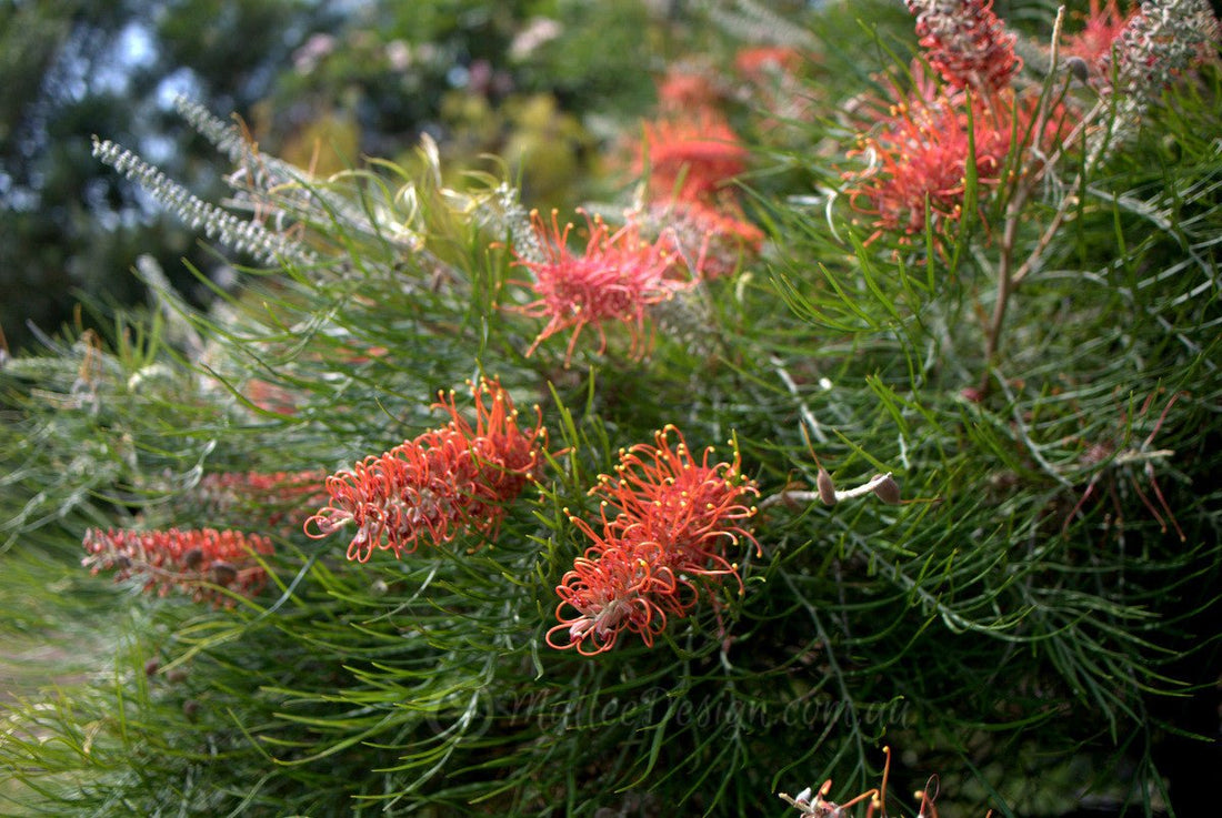 Grevillea Blood Orange - Ladybird Nursery