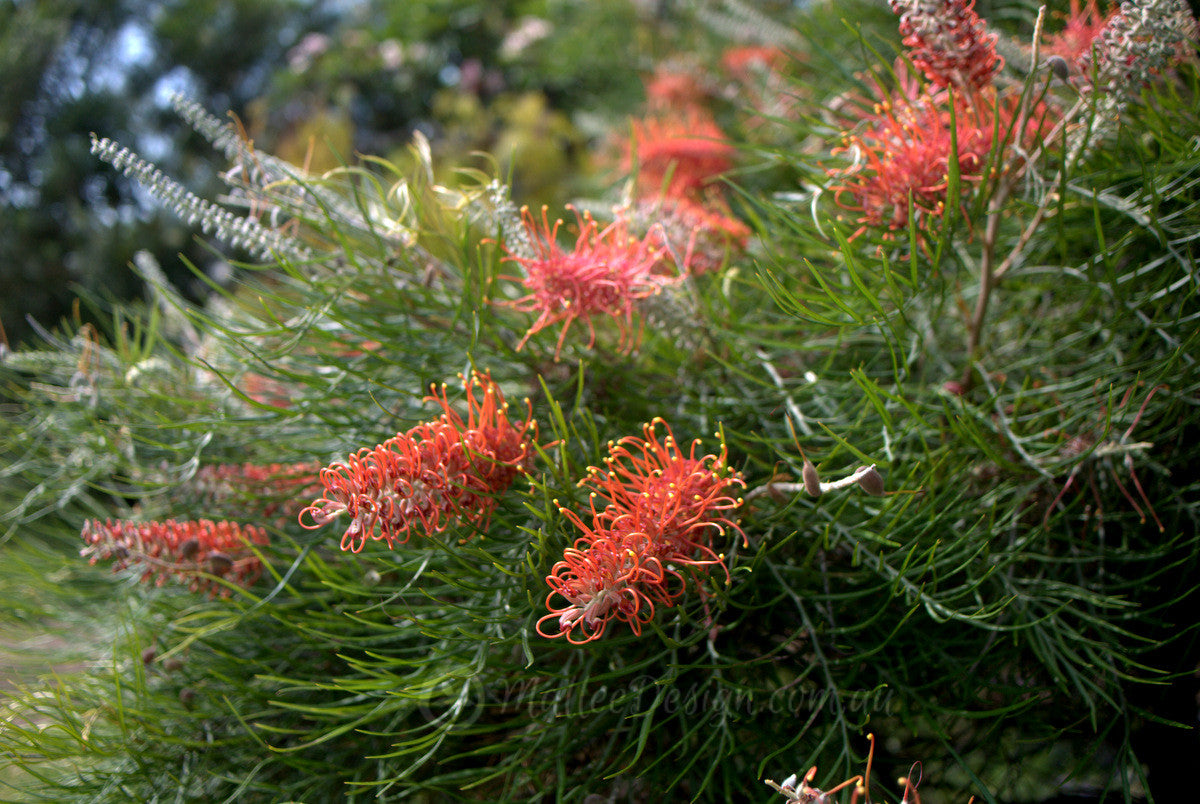 Grevillea Blood Orange (large) 200mm