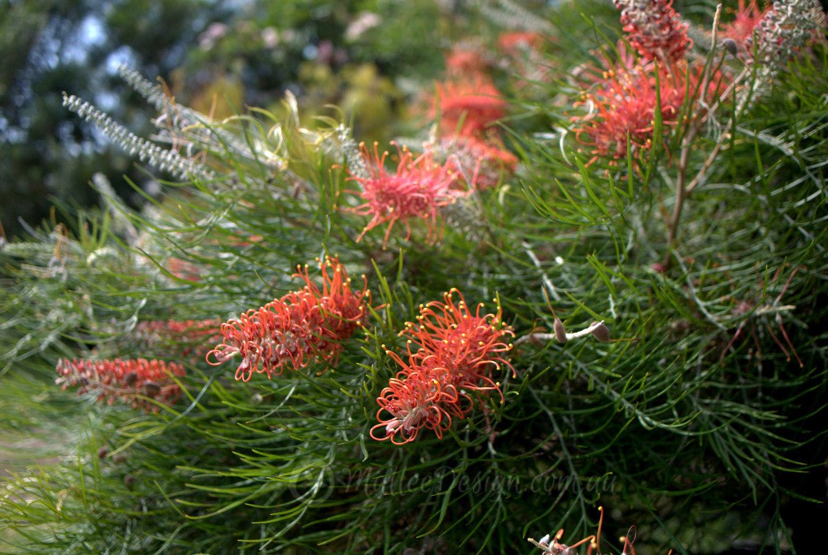 Grevillea Blood Orange (large) 200mm - Ladybird Nursery