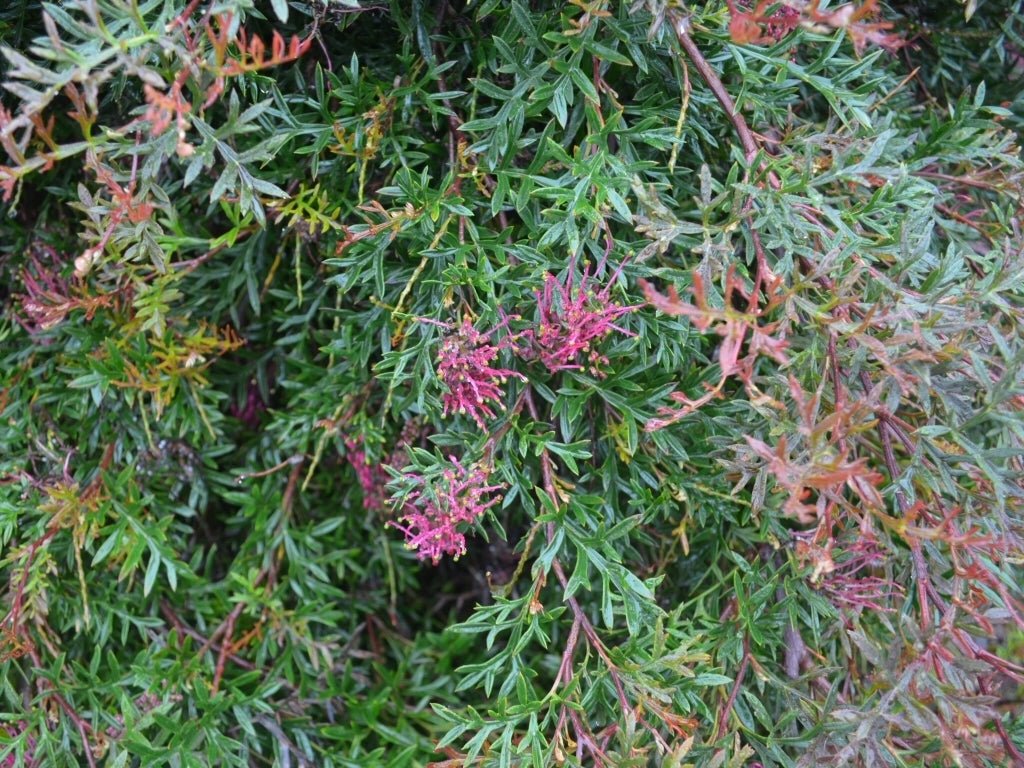 Grevillea Bronze Rover Standards - Ladybird Nursery