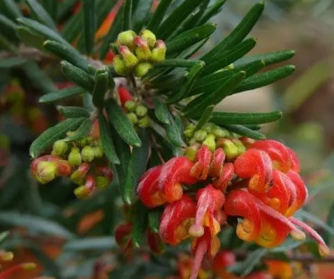 Grevillea Charlies Angel