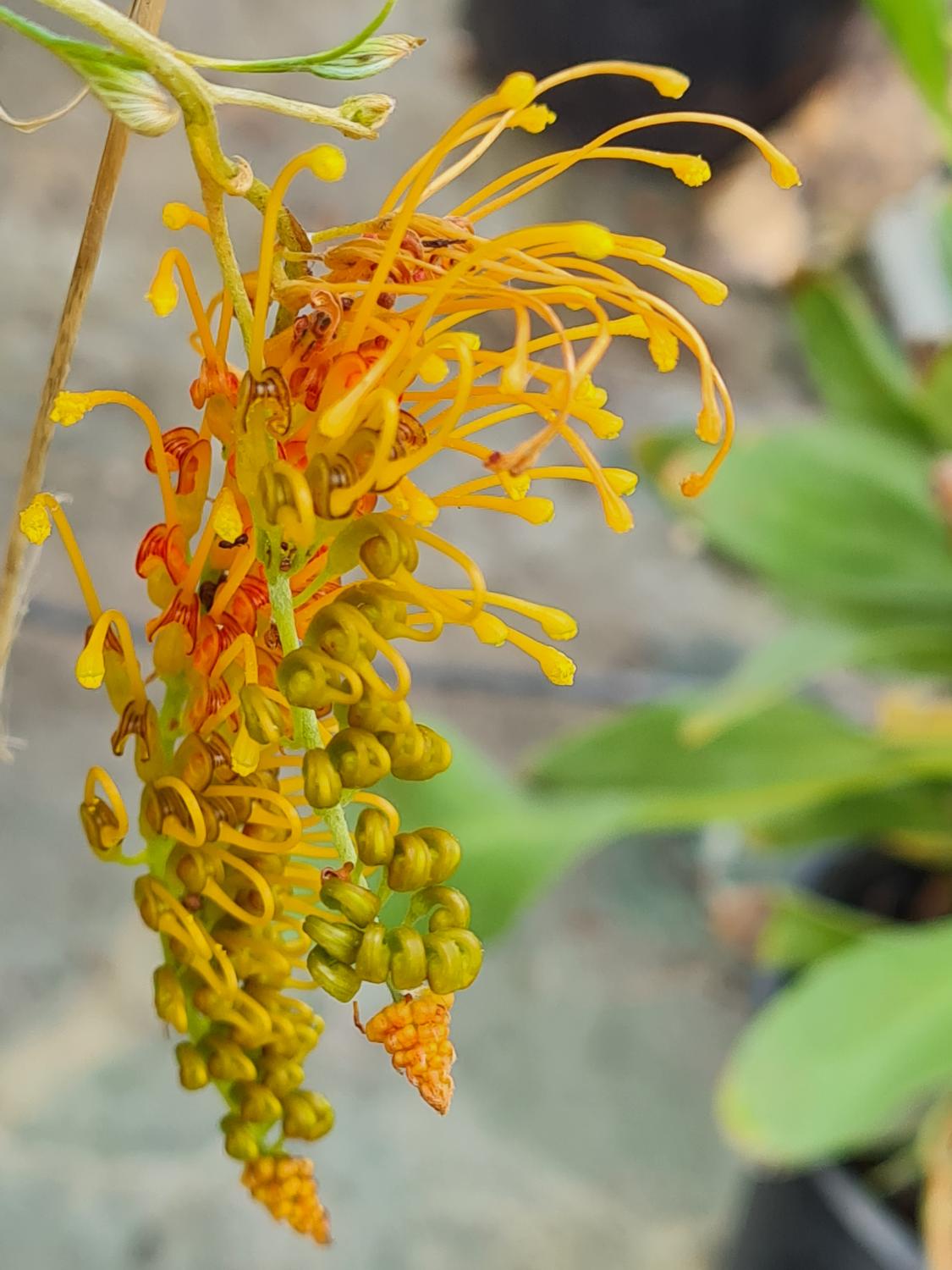 Grevillea Coastal Lemon Glimpse