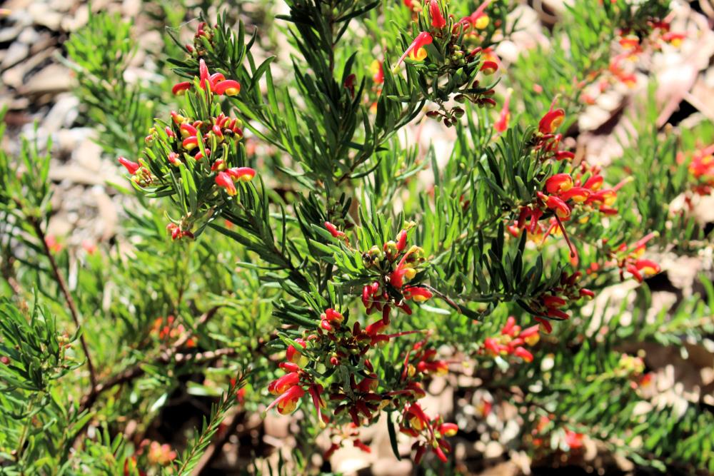 Grevillea Crackles - Ladybird Nursery
