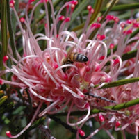 Grevillea Cupids Dream - Ladybird Nursery