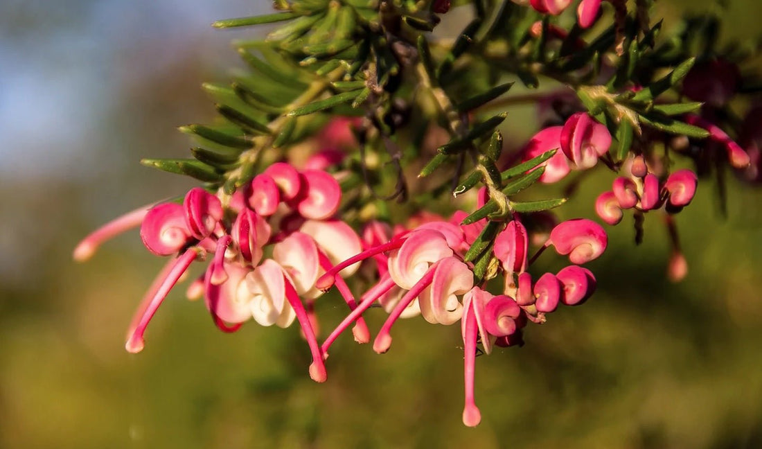 Grevillea Dwarf Greencape (Grevillea lanigera) - Ladybird Nursery