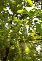 Fiddlewood (Citharexylum quadrangulare) - Ladybird Nursery