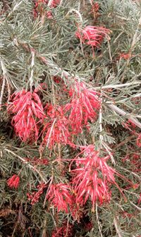 Grevillea Ellendale Dragon - Ladybird Nursery