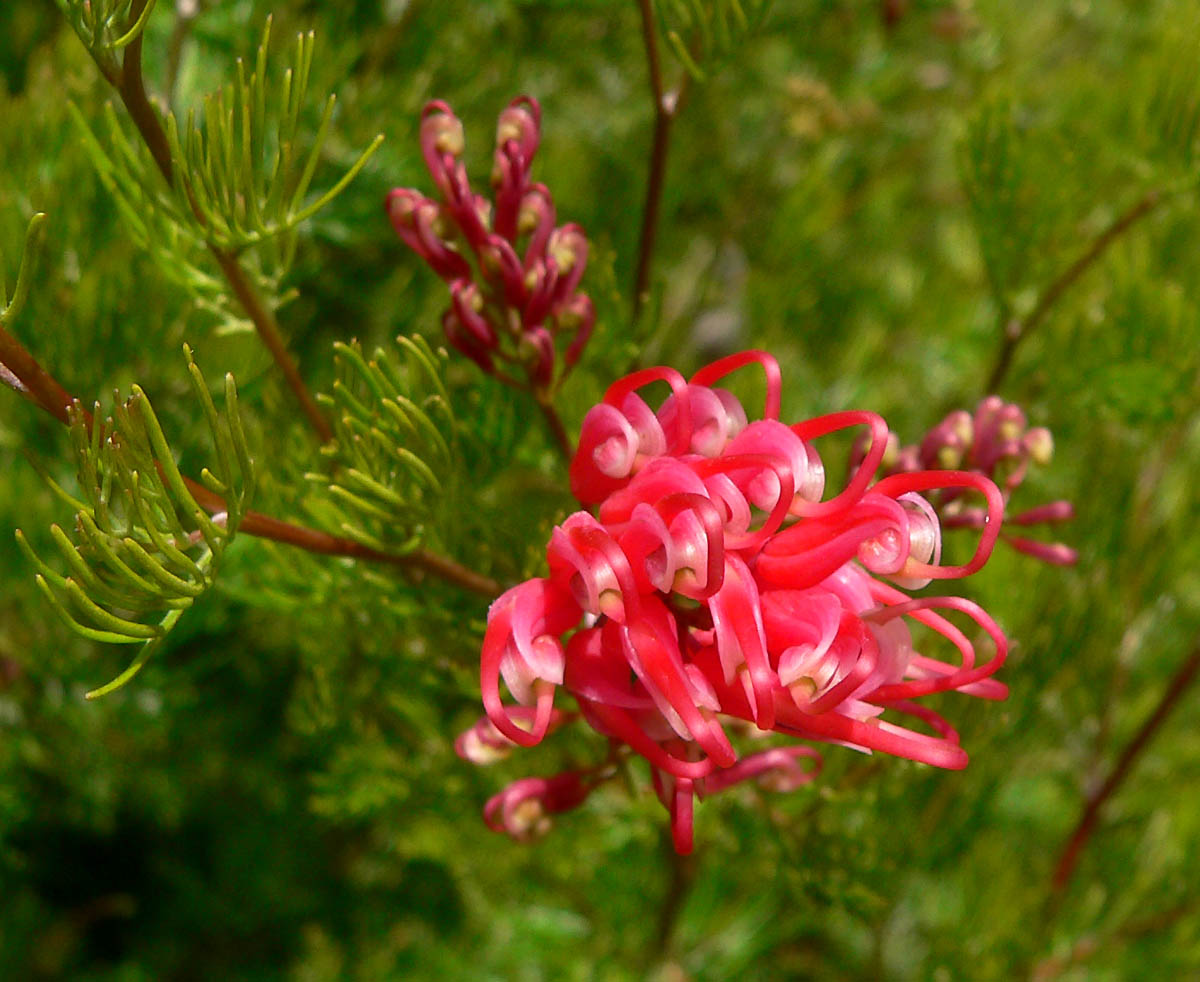 Grevillea Ellendale fililoba