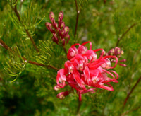 Grevillea Ellendale fililoba - Ladybird Nursery