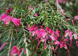 Grevillea Emma Charlotte