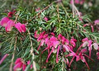 Grevillea Emma Charlotte - Ladybird Nursery