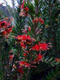 Grevillea Fireworks - Ladybird Nursery