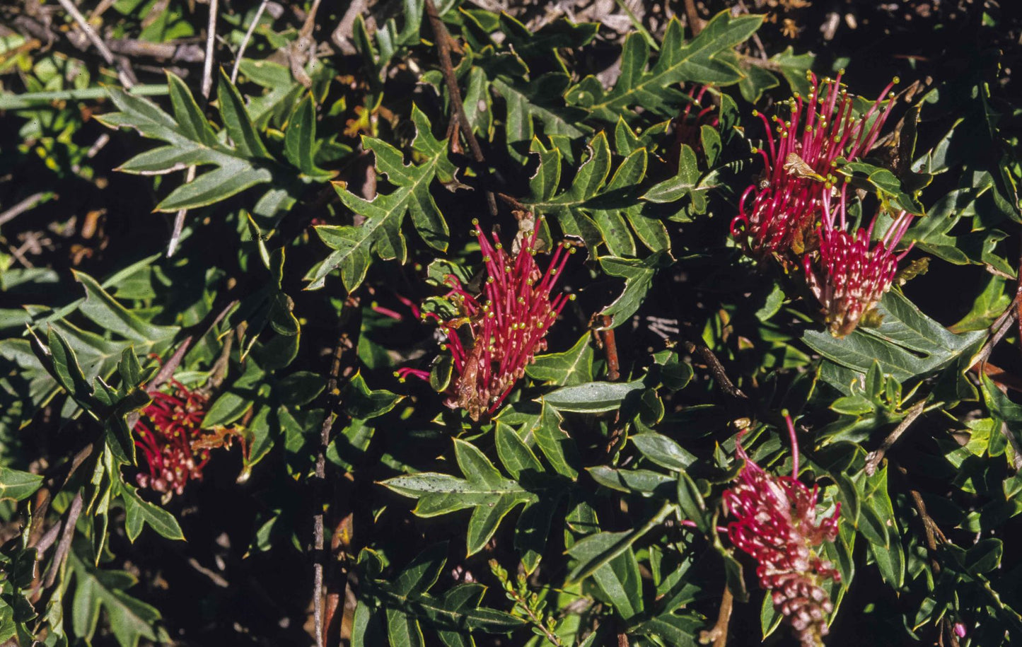 Grevillea GaudiChaudi