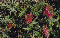 Grevillea Gaudi Chaudi - Ladybird Nursery