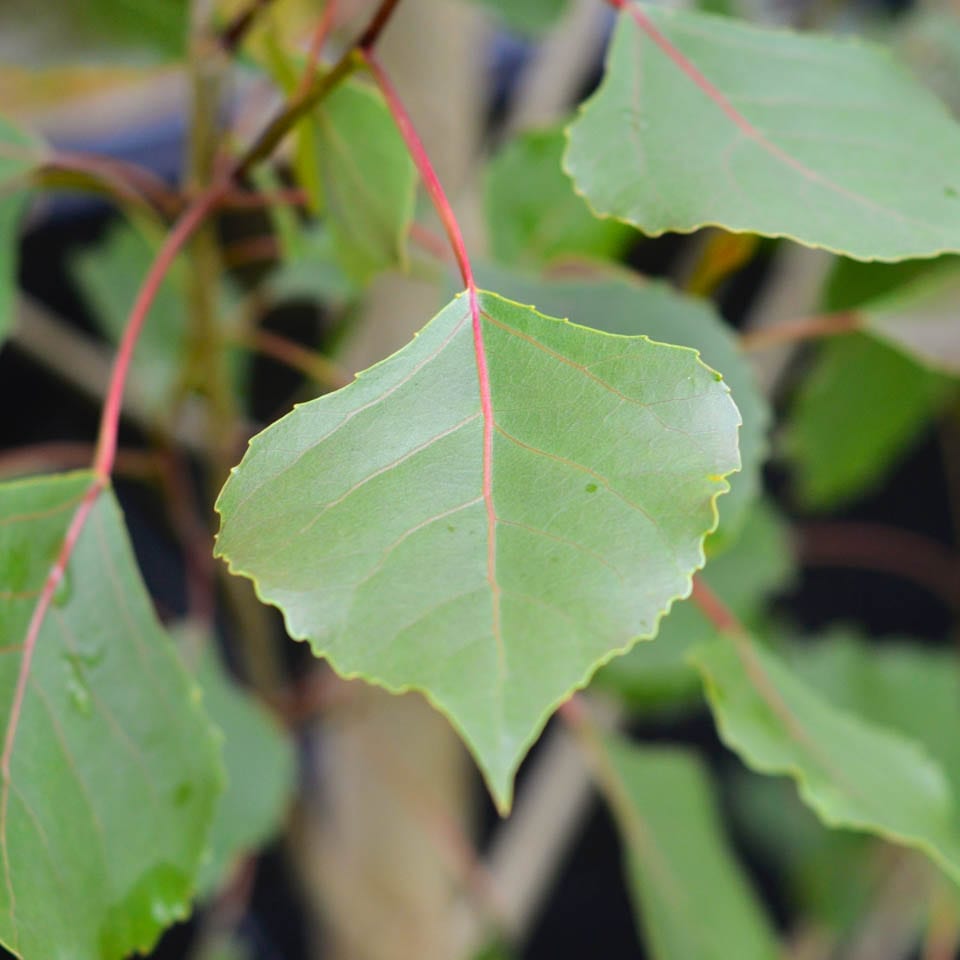 Hybrid Poplar x nigra Crows Nest (Populus euramericana)