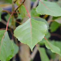 Hybrid Poplar x nigra Crows Nest (Populus euramericana) - Ladybird Nursery