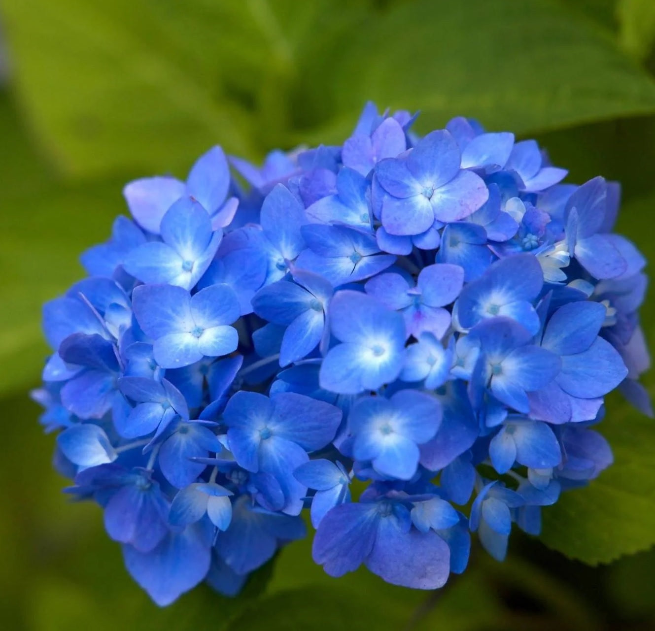 Hydrangea Tea Time™