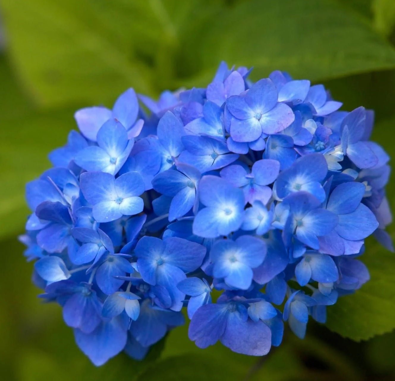 Hydrangea Tea Time™ - Ladybird Nursery