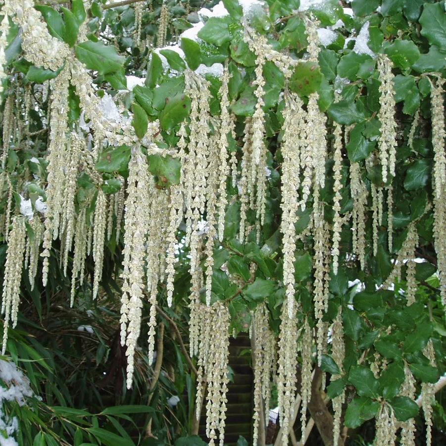 James Roof (Garrya elliptica)