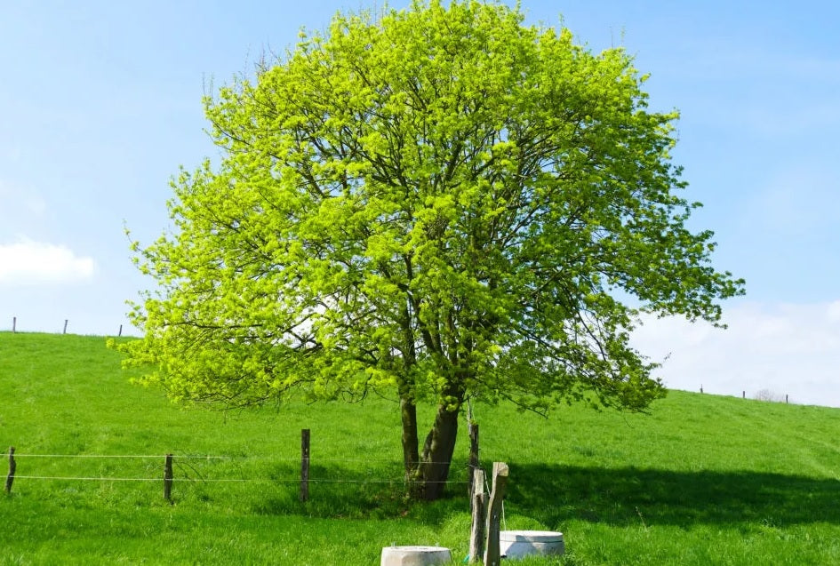 Field Maple (Acer campestre)