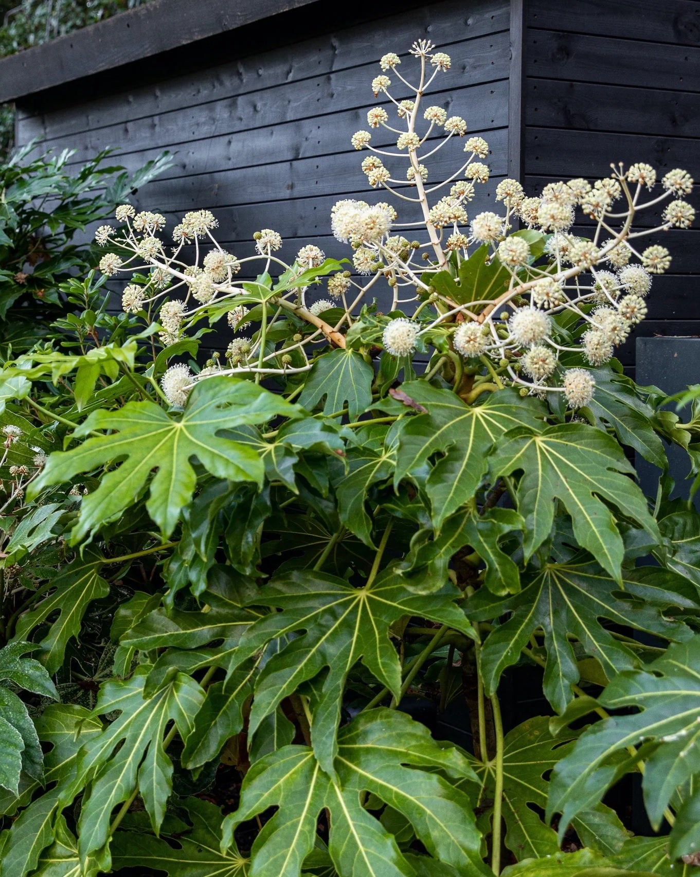 Japanese Aralia (Fatsia japonica)