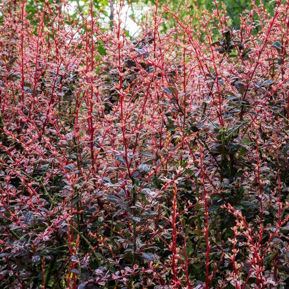 Japanese Barberry atropurpureum Purple (Berberis thunbergii) - Ladybird Nursery