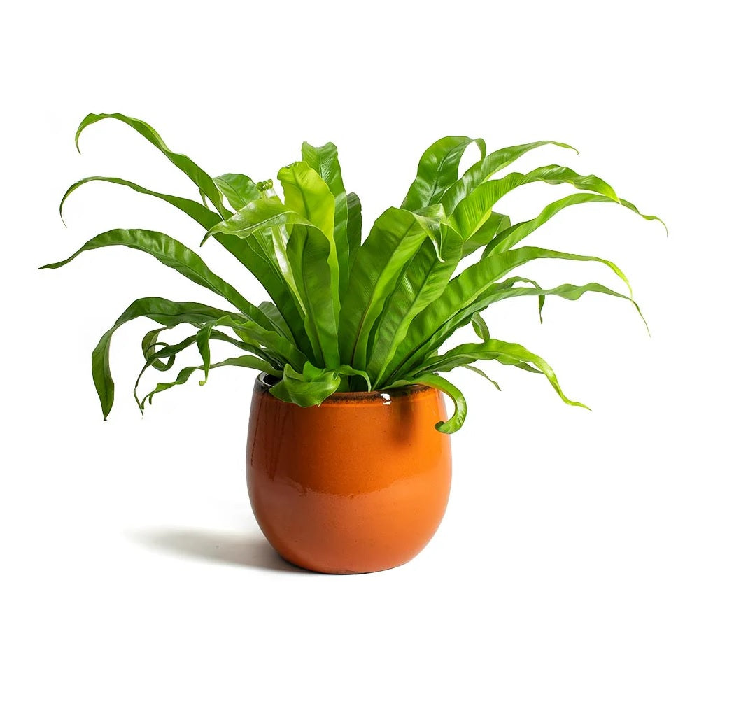 Japanese Bird's Nest Fern Hurricane (Asplenium antiquum)