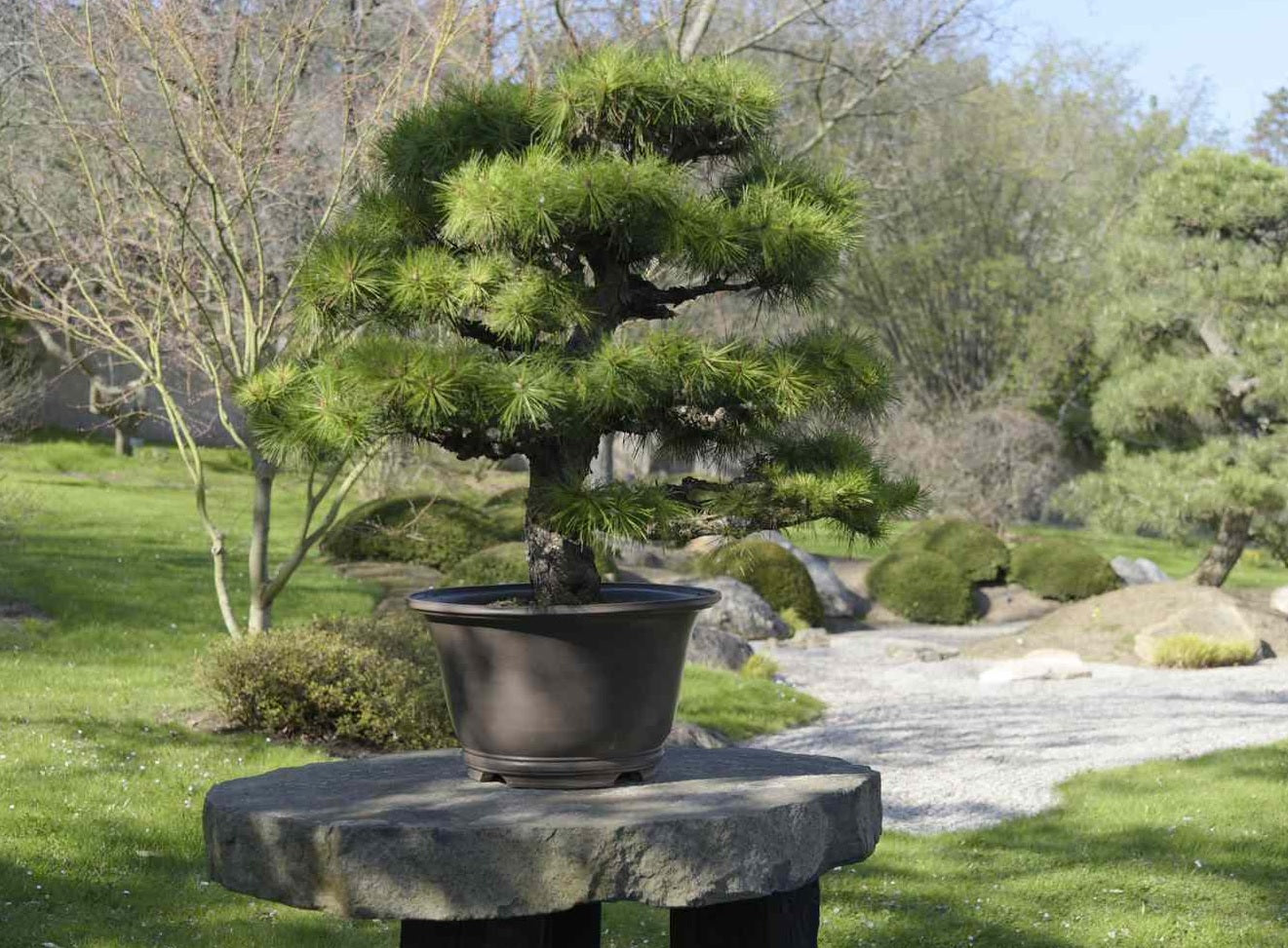 Japanese Black Pine (Pinus thunbergii)
