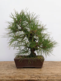 Japanese Black Pine Aocha Nishiki (Pinus thunbergii) - Ladybird Nursery