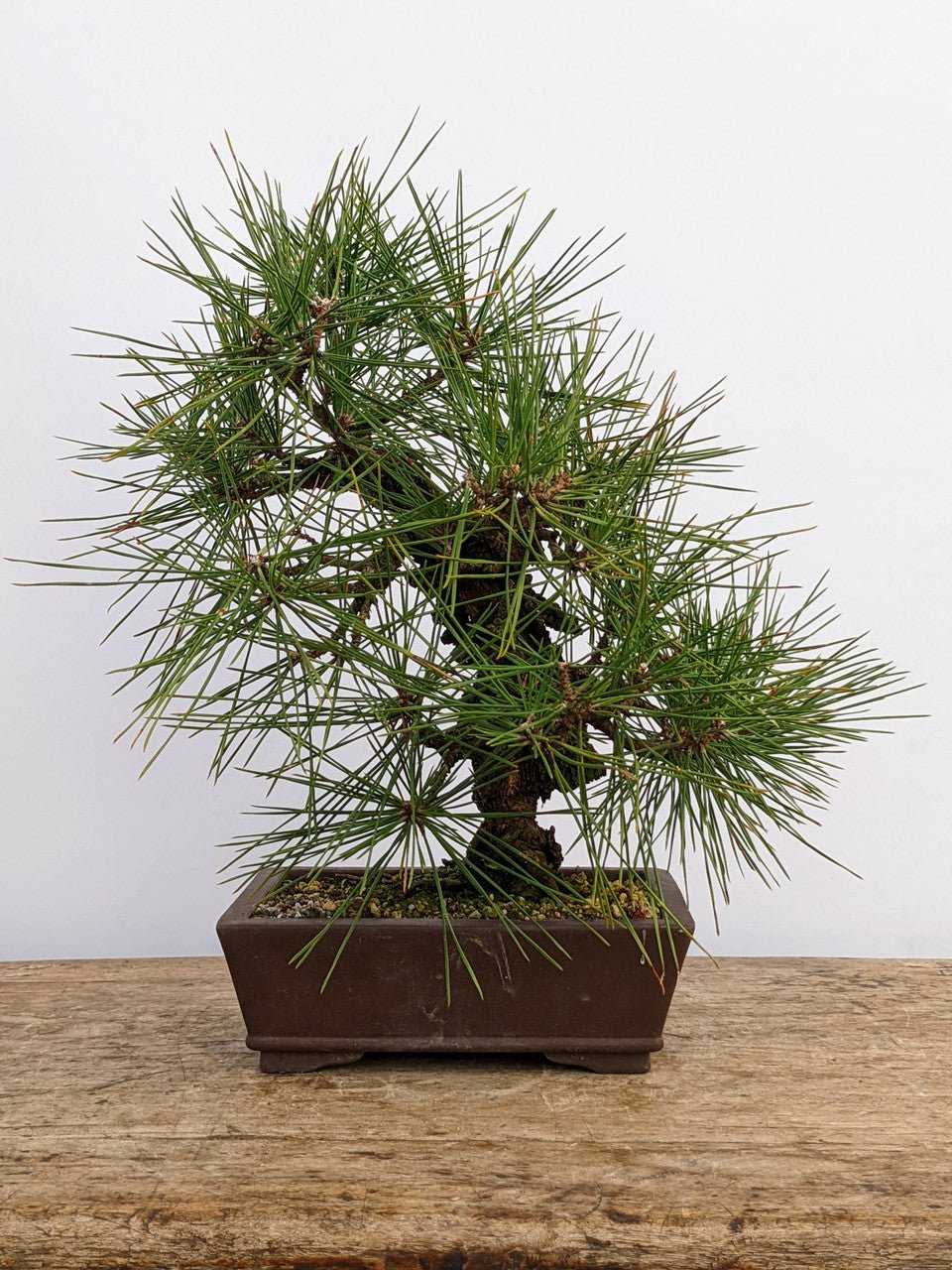 Japanese Black Pine Aocha Nishiki (Pinus thunbergii) - Ladybird Nursery