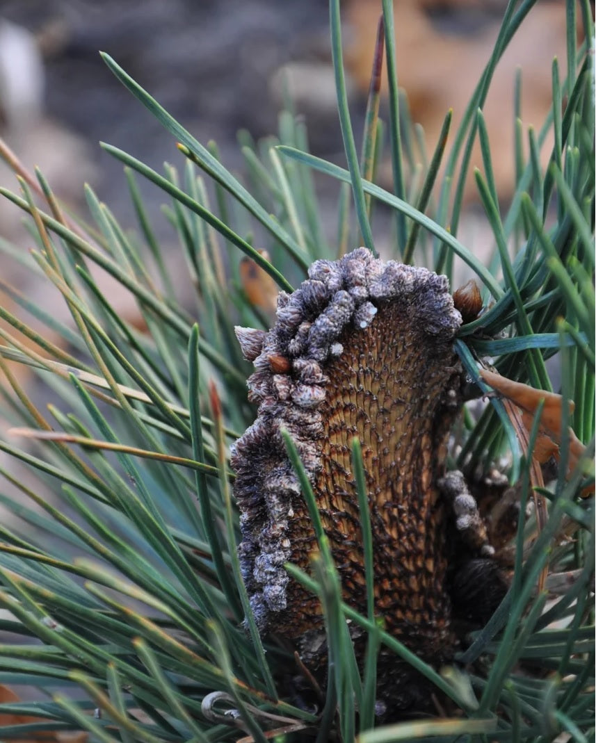 Japanese Black Pine Aurea (Pinus thunbergii)