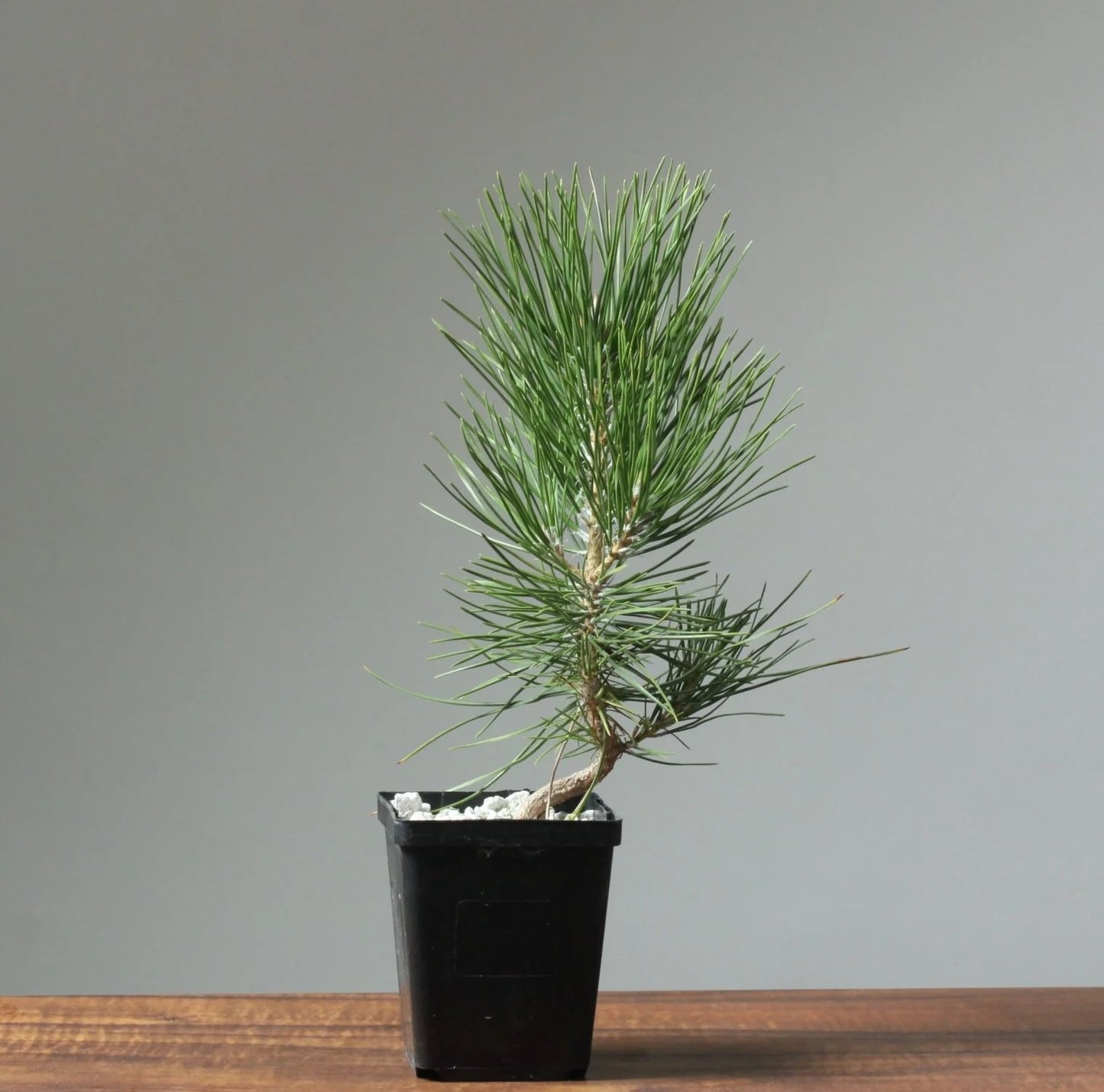 Japanese Black Pine Bonsai Starter (Pinus thunbergii)